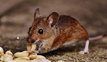 24 Hour & Emergency Exterminators in West Menlo Park, CA